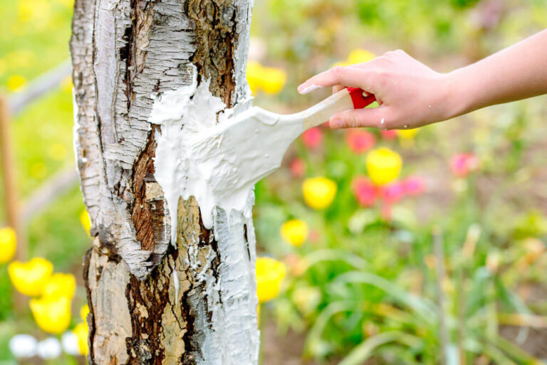 Wszystko o bieleniu drzewek: Metody, korzyści i najlepsze praktyki