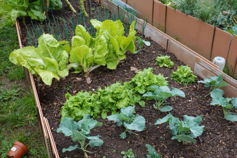 Najlepsze praktyki nawożenia ogródka warzywnego